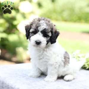Remi, Bich-Poo Puppy